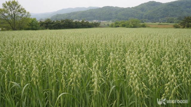 귀리밭 전경. / 위키푸디