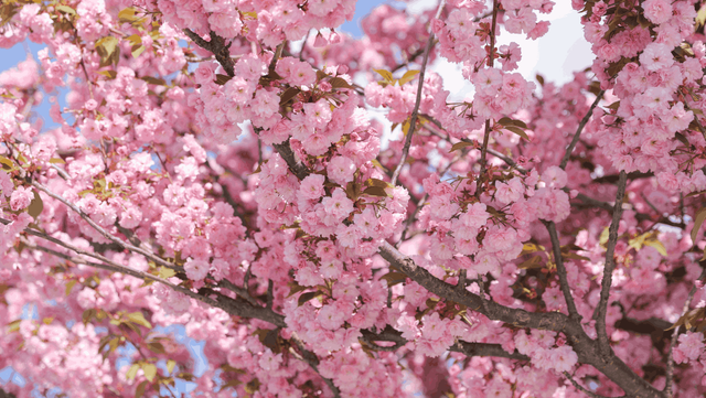 벚꽃 자료 사진. / Fhotodrozd-shutterstock.com