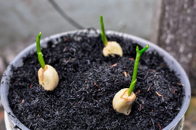 Erlyani999-shutterstock.com