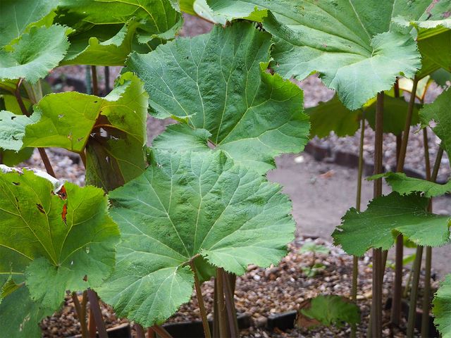 tawa--mana-shutterstock.com