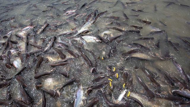 강에서 먹이를 기다리는 물메기 사진. / Toeizuza Thailand-shutterstock