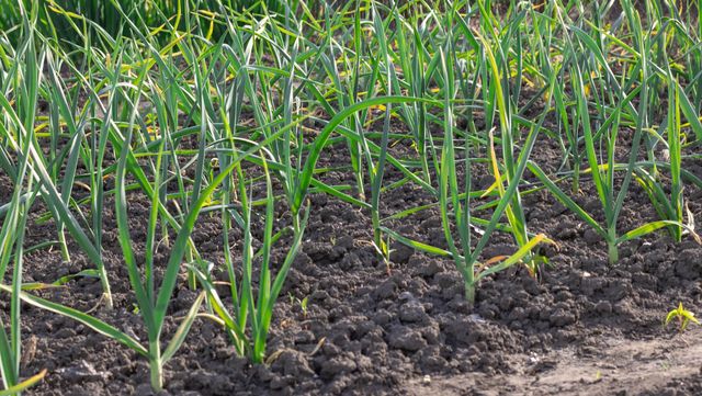 IhorStore-shutterstock.com