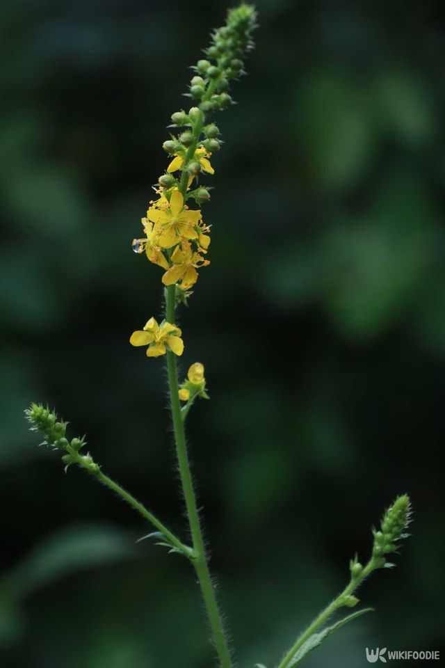 짚신나물 Agrimonia pilosa Ledeb. / jbg0505-shutterstock.com