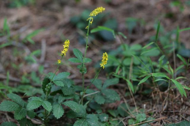 짚신나물 Agrimonia pilosa Ledeb. / 국립생물자원관