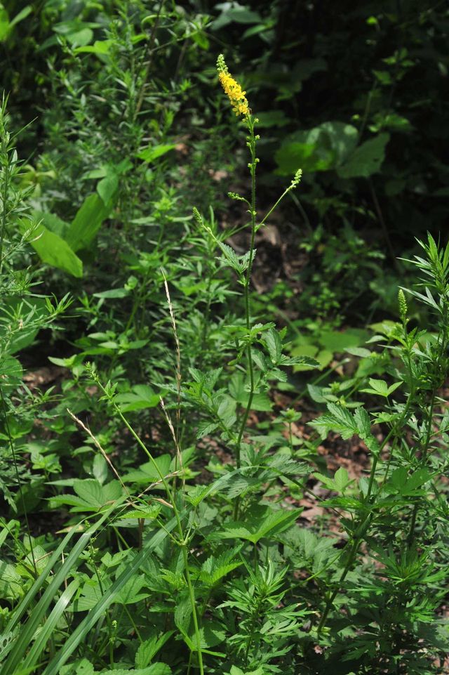 짚신나물 Agrimonia pilosa Ledeb. / 국립생물자원관