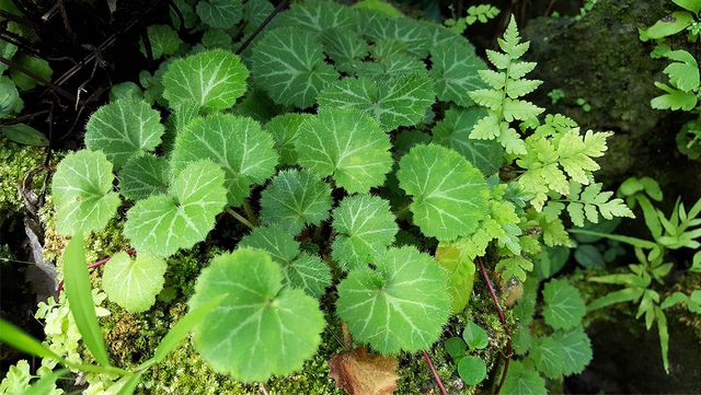 Koy_Hipster-shutterstock.com