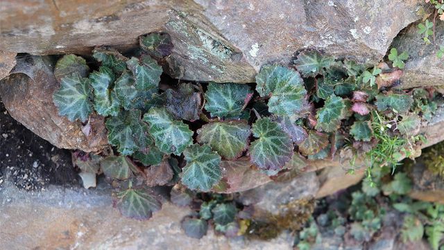 Pravruti-shutterstock.com