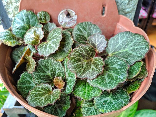 dee-nesia-shutterstock.com