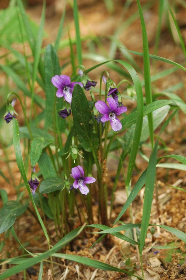 제비꽃 자료사진. / 국립생물자원관