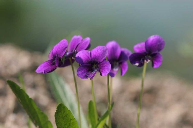 제비꽃 자료사진. / 국립생물자원관