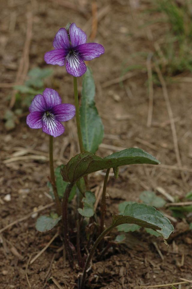 제비꽃 자료사진. / 국립생물자원관