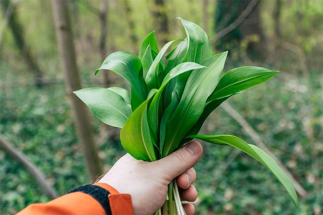 naszalyg93-shutterstock.com