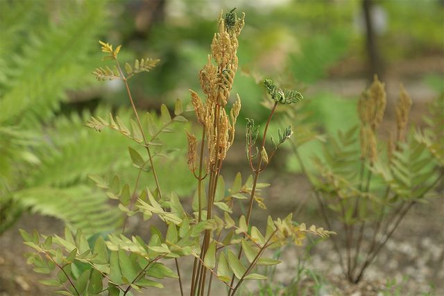 국립생물자원관