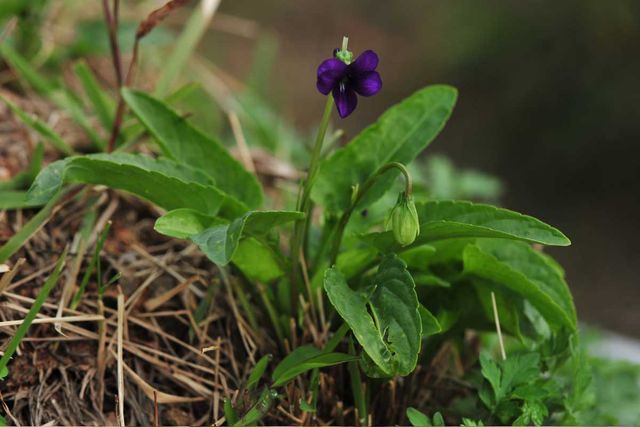 제비꽃 자료사진. / 국립생물자원관