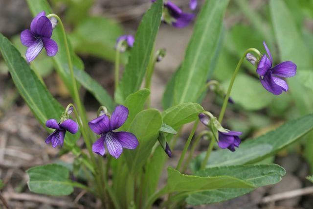 제비꽃 자료사진. / 국립생물자원관