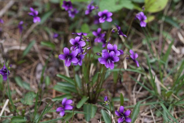 제비꽃 자료사진. / 국립생물자원관