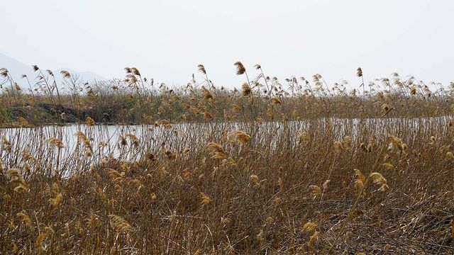 낙동강 하구. / Busan Oppa-shutterstock.com