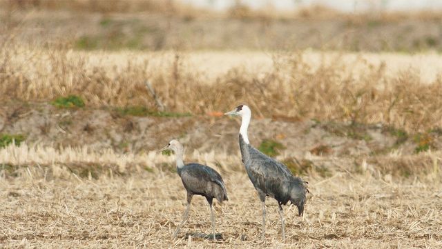 국립생물자원관