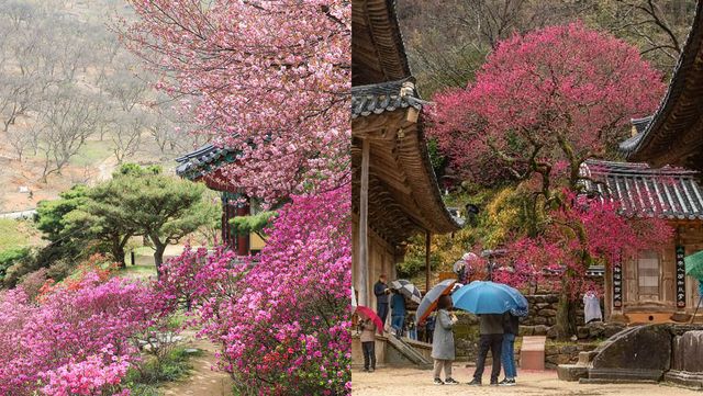 세종 영평사, 구례 화엄사. / 한국관광공사