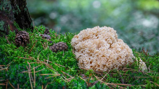 Jaroslav Machacek-shutterstock.com