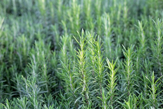 Bowonpat Sakaew-shutterstock.com