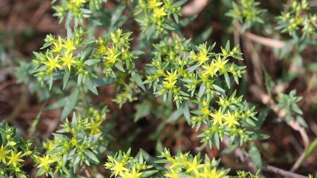 돌나물. / 국립생물자원관