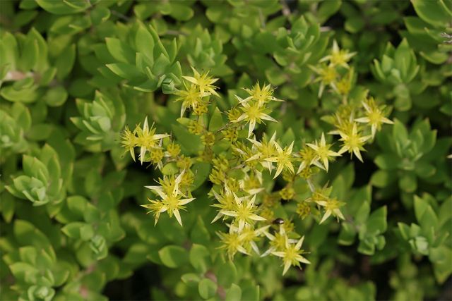 돌나물.&nbsp;/ 국립생물자원관