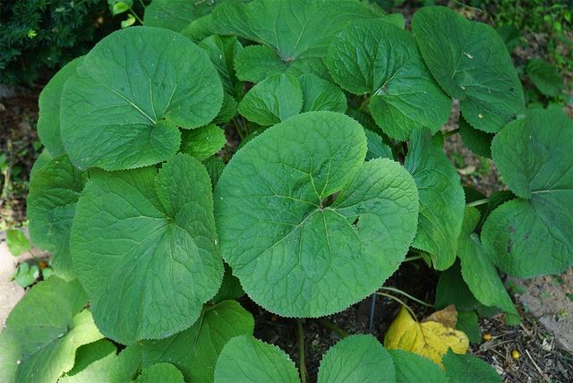 emongrara-shutterstock.com