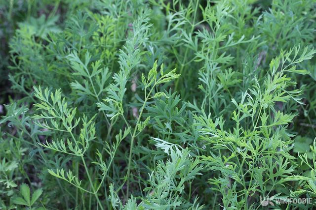 방풍나물. / 국립생물자원관