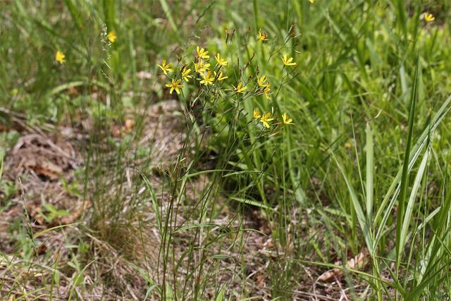 씀바귀.&nbsp;/ 국립생물자원관