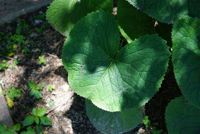 emongrara-shutterstock.com