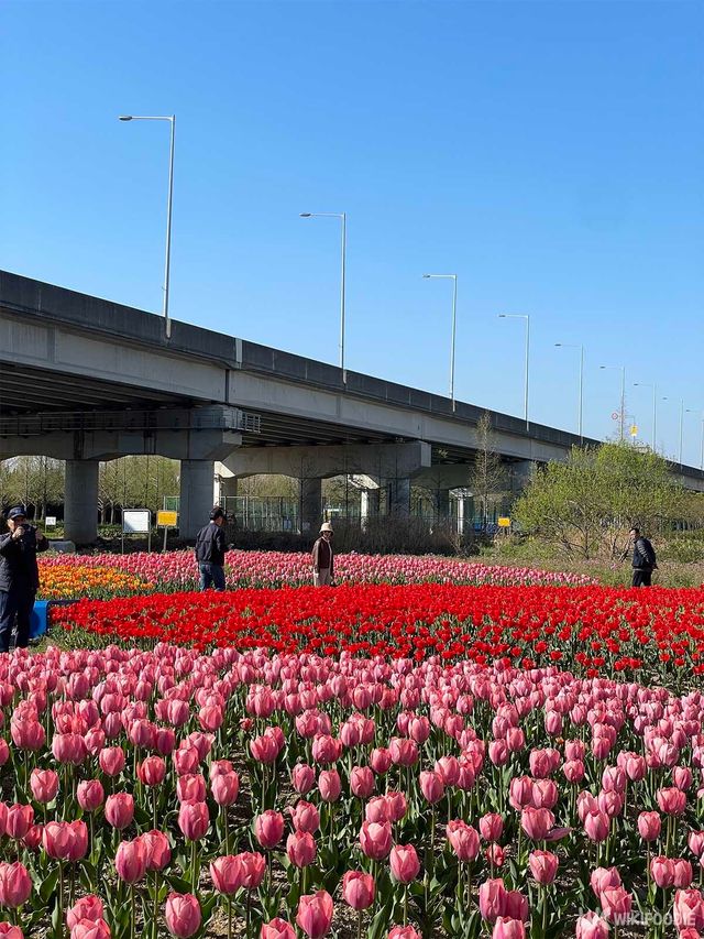 화명생태공원의 튤립 단지. / 위키푸디