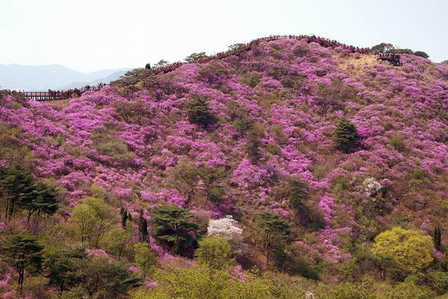 Seung Ha Kim-shutterstock.com
