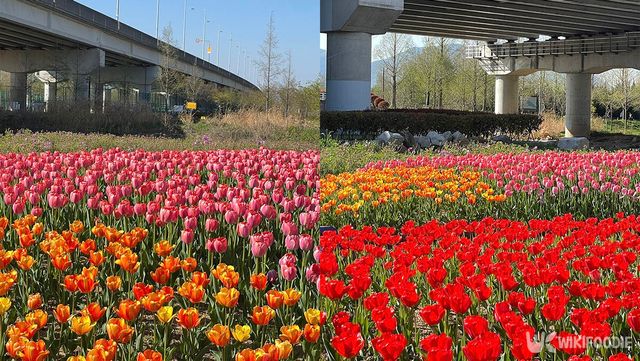 화명생태공원 튤립 단지에 여러 색의 튤립이 피어 있다. / 위키푸디