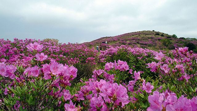 출처 수만 리 들국화 마을 공식 홈페이지