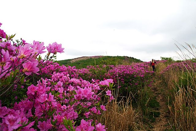 출처 수만 리 들국화 마을 공식 홈페이지