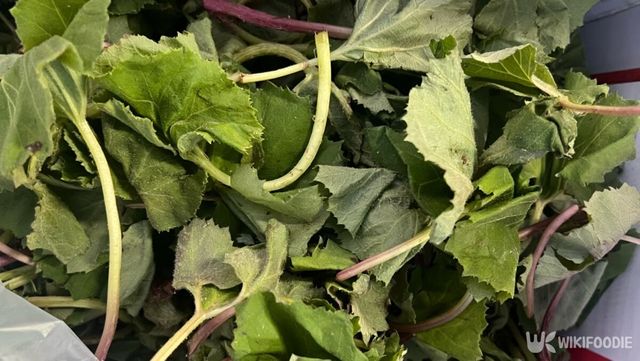 직접 찍은 머위 사진. / 위키푸디