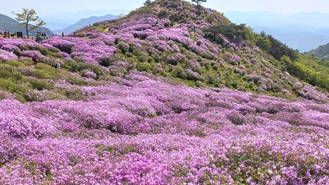 황매산 철쭉 군락. / 한국관광공사