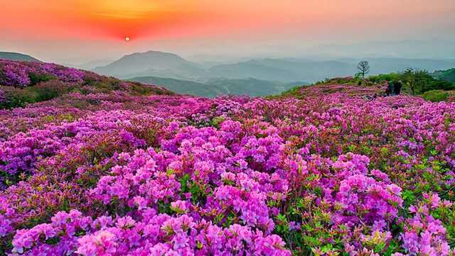 황매산군립공원. / 황매산 군립공원 제공