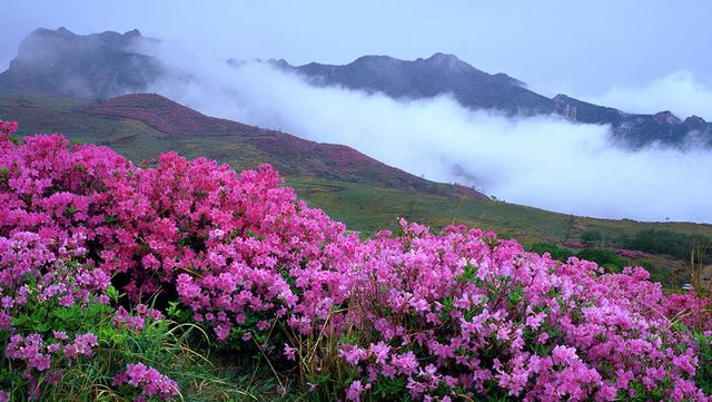황매산군립공원. / 황매산 군립공원 제공
