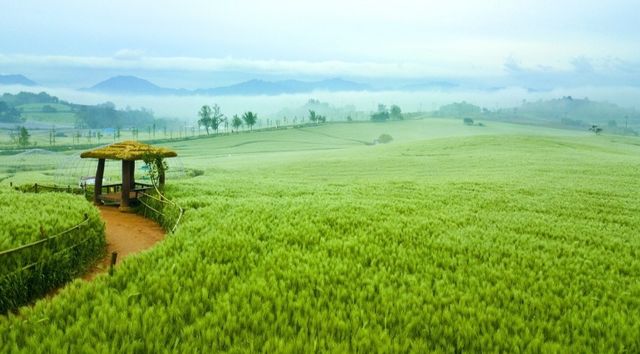 &nbsp;안개가 내려앉은 청보리밭 언덕과 오두막이 어우러진 이른 아침 풍경 / 한국관광공사