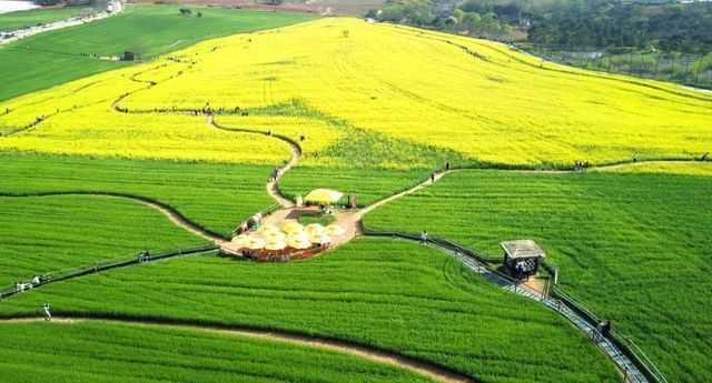 &nbsp;청보리와 유채꽃이 나뉜 구릉 위로 산책로와 포토존이 펼쳐진 축제 전경 / 한국관광공사