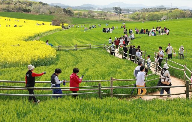 청보리밭 사이로 이어진 산책로를 따라 방문객들이 봄 풍경을 즐기는 축제 현장 / 고창군청