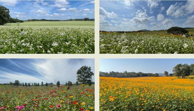계절마다 메밀꽃과 코스모스 등으로 바뀌는 학원농장 사계절 풍경 / 학원농장