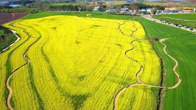구릉을 따라 이어진 유채꽃밭 사이로 산책로가 물결처럼 펼쳐진 봄 풍경&nbsp;/ 한국관광공사