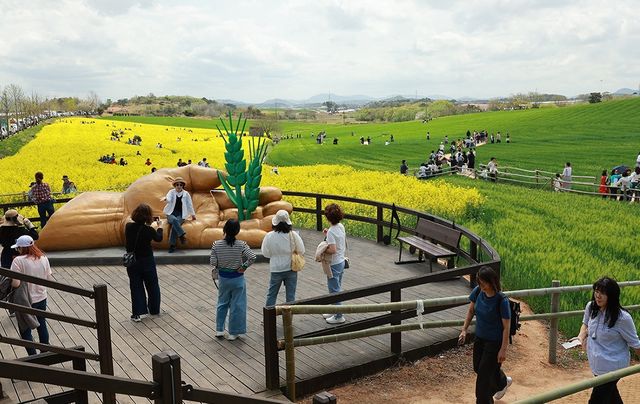 청보리밭 사이로 이어진 산책로를 따라 방문객들이 봄 풍경을 즐기는 축제 현장 / 고창군청