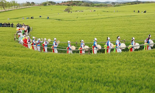 청보리밭 위로 농악 깃발과 행렬이 지나가는 전통 공연 장면 / 고창군청