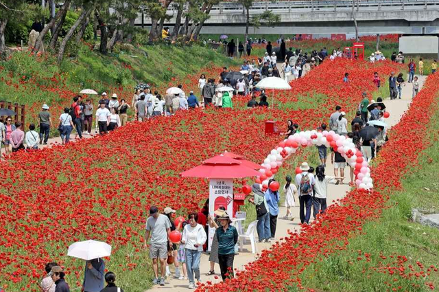 괴산빨간맛페스티벌 양귀비꽃길. / 한국관광콘텐츠랩