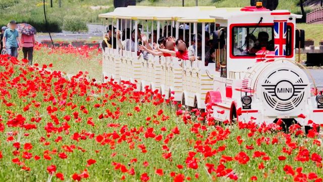 괴산빨간맛페스티벌 양귀비꽃길. / 한국관광콘텐츠랩
