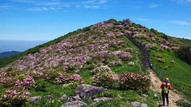 소백산 트레킹. / 영주시 공식 블로그&nbsp;&nbsp;